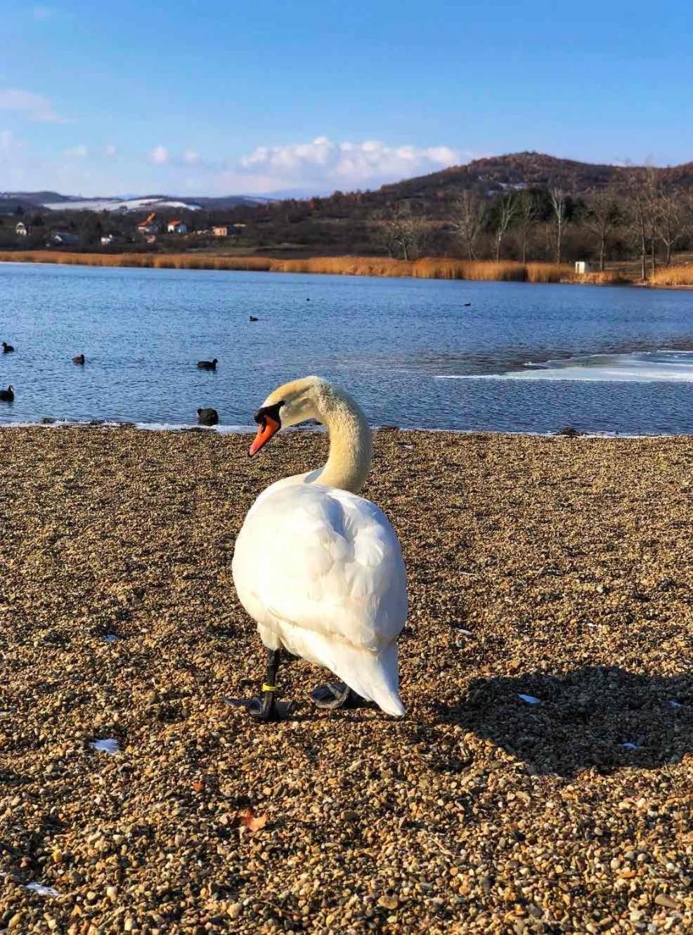 Garni Hotel Oblacinsko Jezero Oblacina Ngoại thất bức ảnh