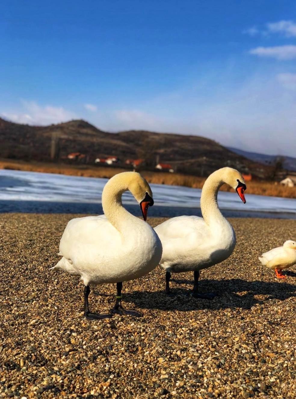 Garni Hotel Oblacinsko Jezero Oblacina Ngoại thất bức ảnh
